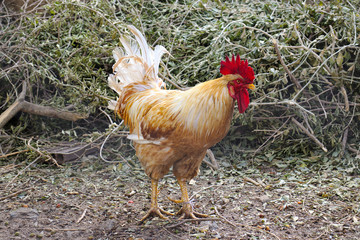 country chicken