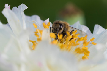 Bees in poppy flower
