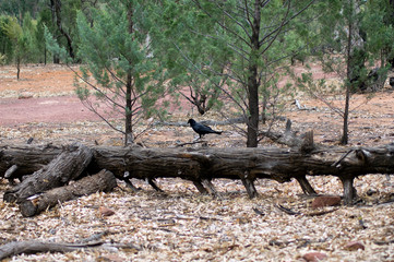 Raven, Wilpena Pound, Flinders Ranges, SA, Australia