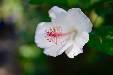 Hawaiian White Hibiscus © Aaron
