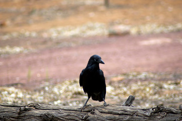 Raven, Wilpena Pound, Flinders Ranges, SA, Australia