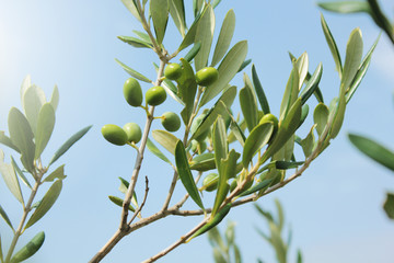 Olive branch close up