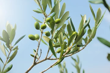 Fototapeten Olive branch close up © apanfilova