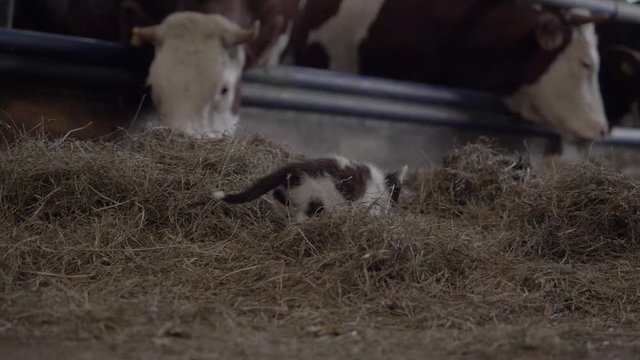 Slow Motion Footage of a Kitten Moving in  Hay, Next to a Herd of Cows