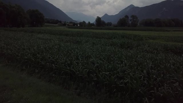 Aerial view of a farm field in Levico Terme, Italy, with camera tilting down as drone flies backwards