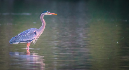 Blue Heron standing in the ocean off the shores of Sequim, Washington