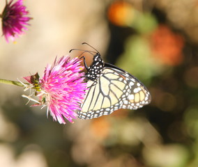 butterfly on flower