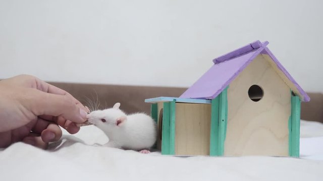 man hand feeding a rat rat coming fighting for food out top of wooden house sniffing nose a hole cute video out of the burrow of a house and sniffs food in search of food . cute mouse albino rat pet