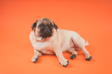 Fototapeta premium Funny pug puppy, on orange background. Pug posing for the camera.