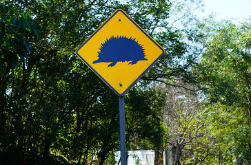 Yellow road sign signaling danger about echidna crossing in Australia 