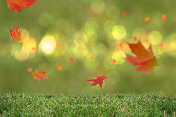 Obraz premium BEAUTIFUL AUTUMN MAPLE LEAVES FALLING ON GREEN GRASS LAWN SURFACE WITH COLORFUL BOKEH IN BACKGROUND