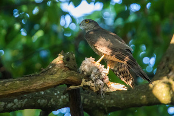Northern goshawk (Accipiter gentilis) with prey