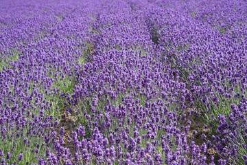 Fototapeta premium BEAUTY OF LAVENDER FIELD IN SUMMER (FURANO HOKKAIDO JAPAN).