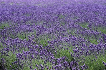 Obraz premium BEAUTY OF LAVENDER FIELD IN SUMMER (FURANO HOKKAIDO JAPAN).