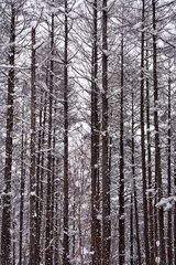 冬のカラマツ林