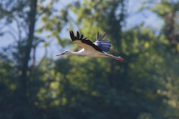 white stork in summer