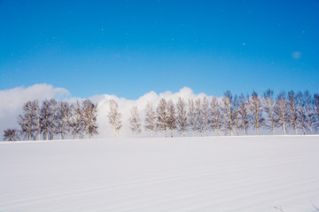 雪の丘の上のシラカバ並木と青空　美瑛町
