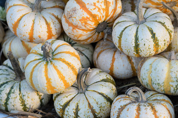 PUMPKINS (The Image Has Shallow Depth Of Field)