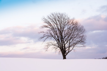 雪原に立つ冬木立　美瑛町