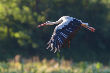 white stork in summer