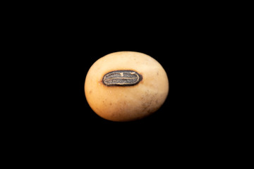 soybean seed with black hila_00002