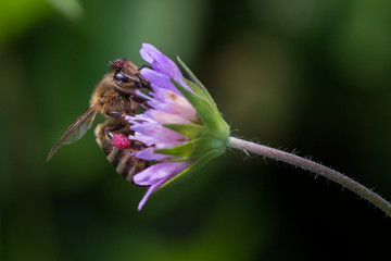 Honey bee in Pincushion flower - Scabiosa triandra