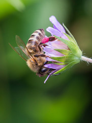 Honey bee in Pincushion flower - Scabiosa triandra