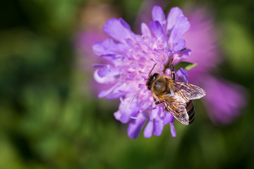 Honey bee in Pincushion flower - Scabiosa triandra