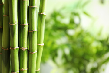 Obraz premium Green bamboo stems on blurred background with space for text