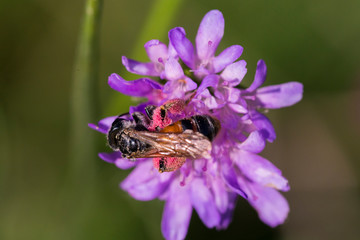 Honey bee in Pincushion flower - Scabiosa triandra