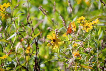 Butterfly on a flower