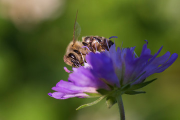 Honey bee in Pincushion flower - Scabiosa triandra
