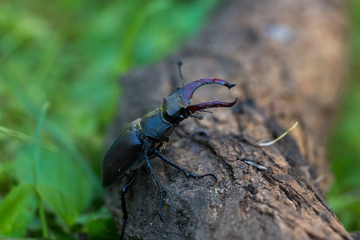 Lucanus cervus is the best-known species of stag beetle