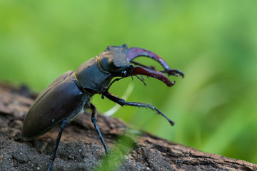 Lucanus cervus is the best-known species of stag beetle