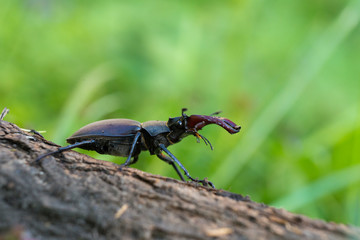 Lucanus cervus is the best-known species of stag beetle