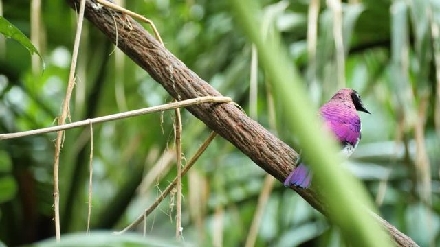 Close up shot of colorful male violet-backed starling sitting on branch
