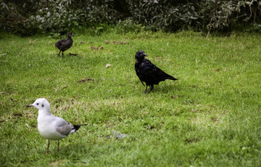 Common heron in a park