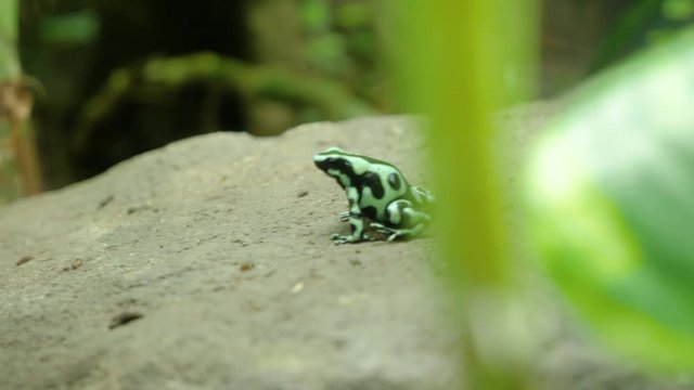 Close up shot of green and black poison frog jumping on rock