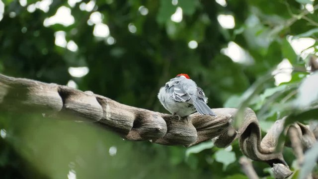 Close up shot of pretty red-cowled cardinal (Paroaria dominicana) scratching left wing