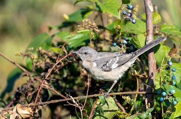 Beautiful mockingbird portrait. 