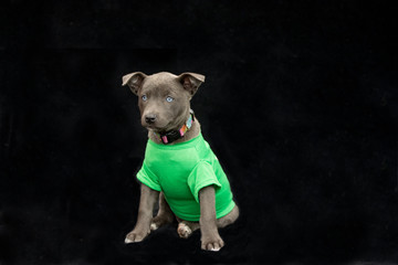 Adorable little puppy in a green shirt