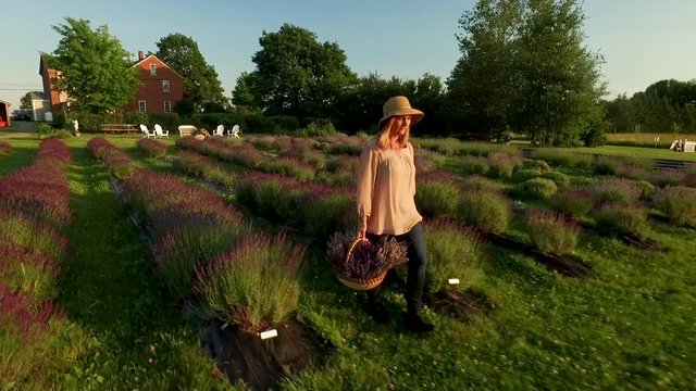 Woman walking through the lavender field with rows of purple flowers