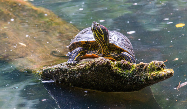  Freshwater Turtle Sunning on a Log