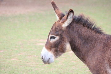 Fototapeta premium Mule in farm ,Portrait of a cute mule.