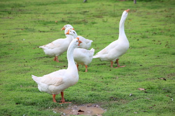 White goose in the garden.