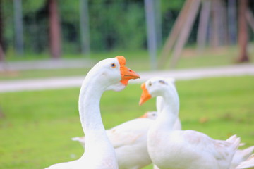 White goose in the garden.