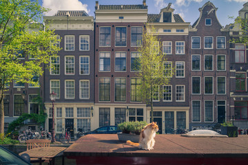 cat in amsterdam