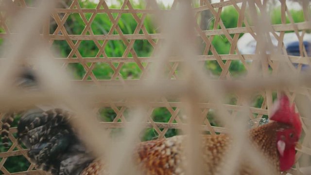 Cock in small cane cage in south country