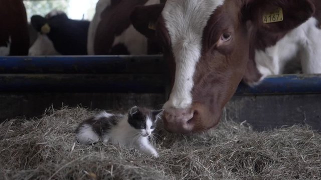 Footage of a Kitten Playing Amongst the Hay, Next to a Herd of Cows