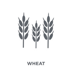 Wheat icon from Agriculture, Farming and Gardening collection.
